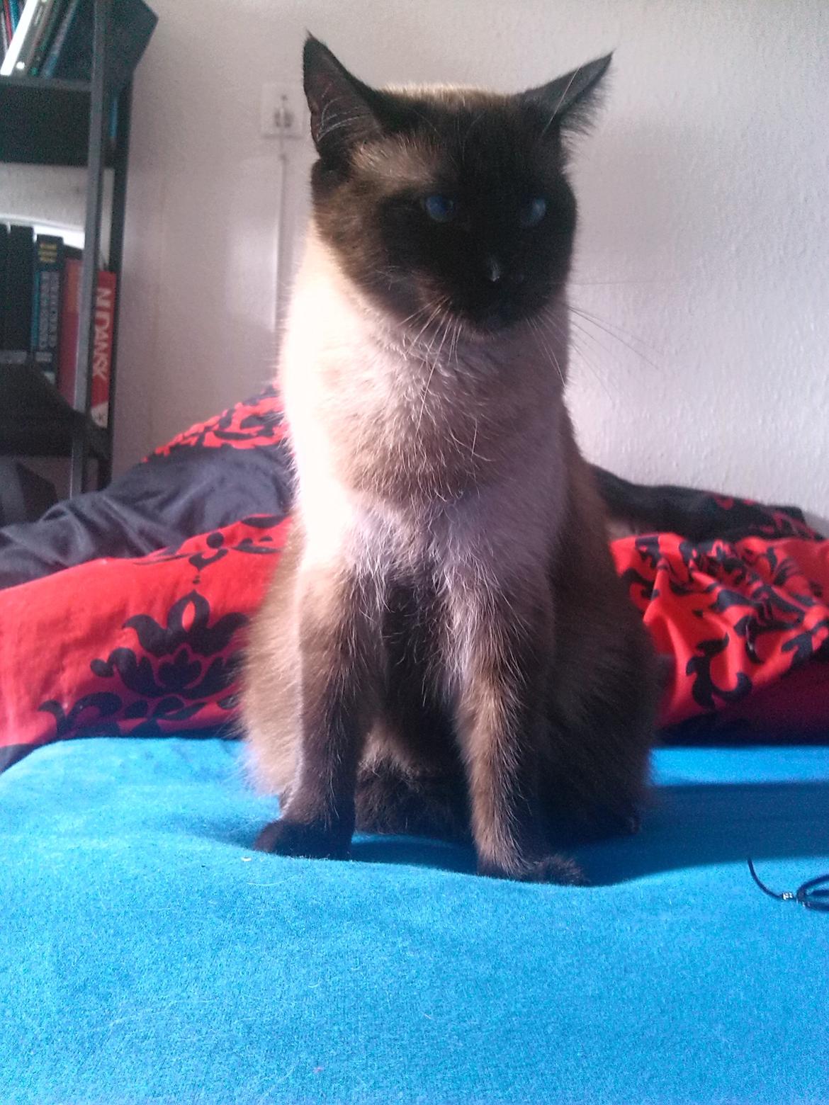 Ragdoll Fenris - står i sengen og holder udkig 10-09-2012 billede 2