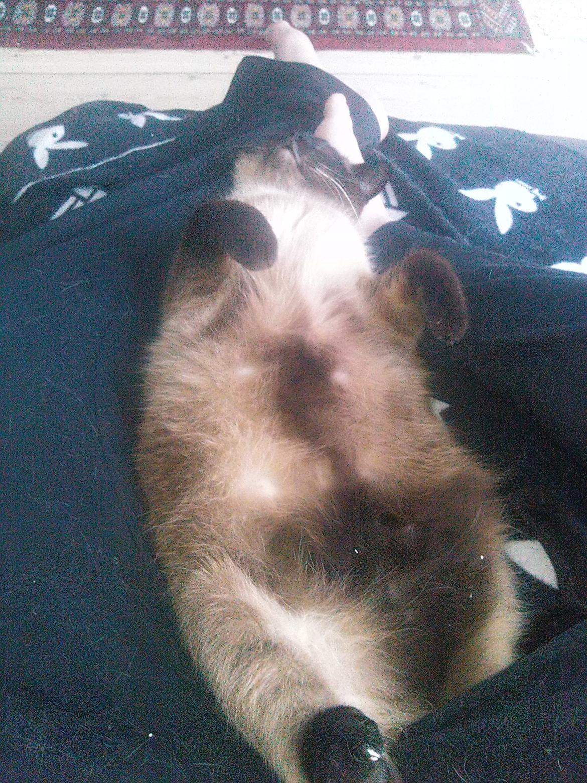 Ragdoll Fenris - Sådan ligger Fenris tit om aften, det er jo ren afslapning billede 3