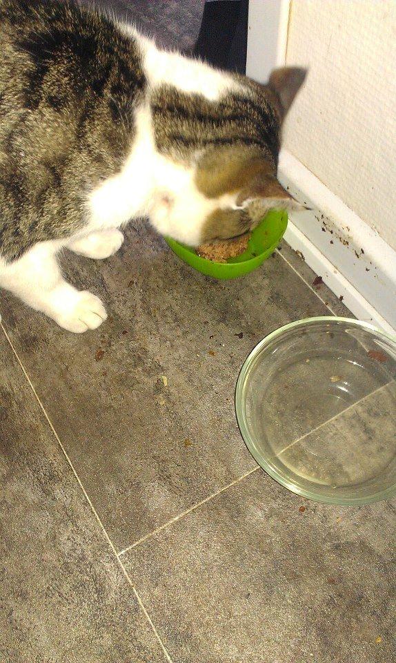 Huskat pepsi billede 2