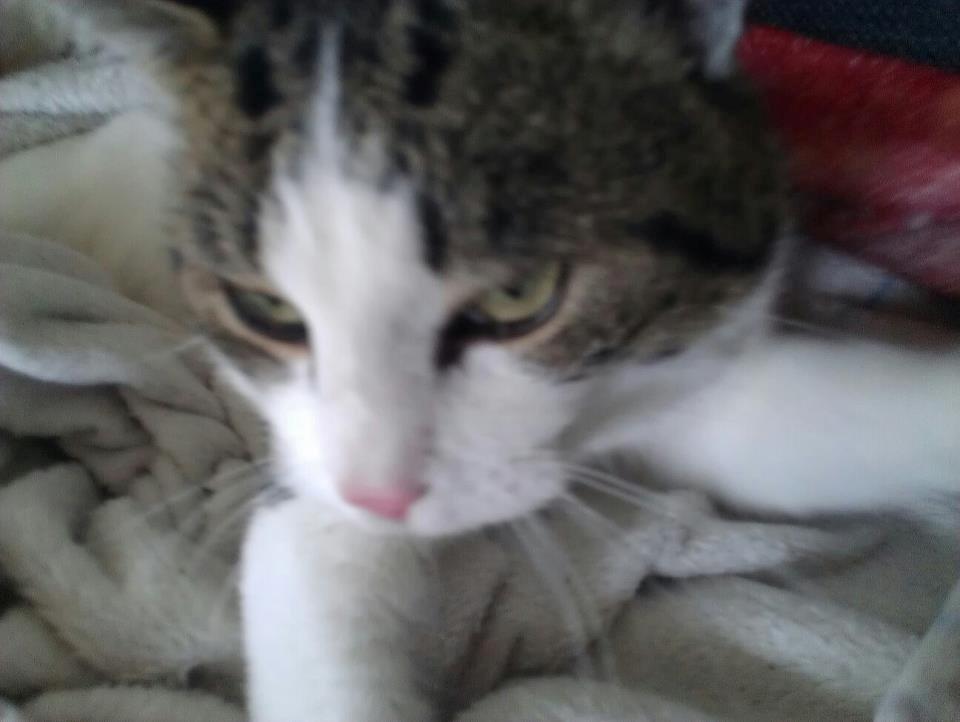 Huskat pepsi billede 3