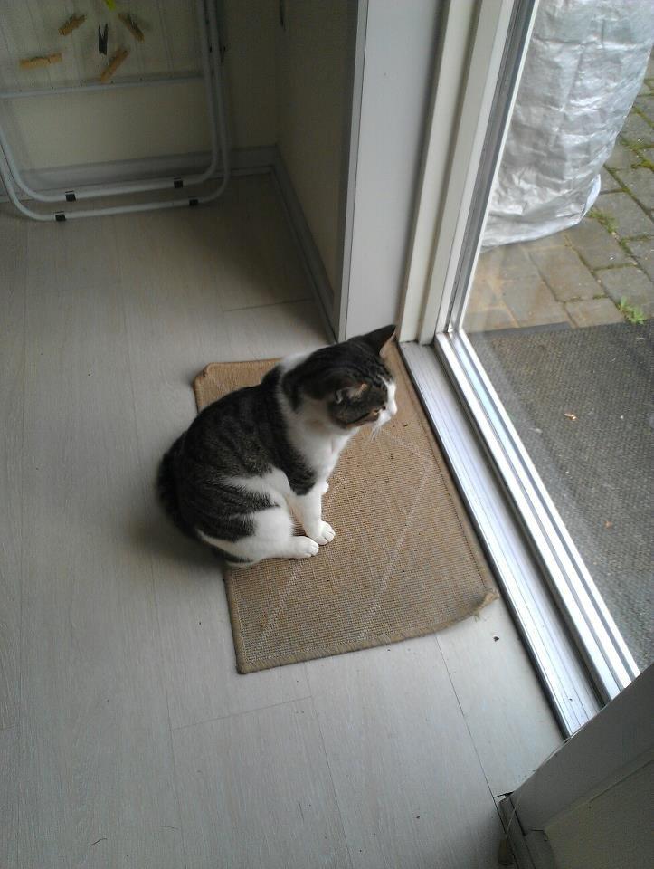 Huskat pepsi billede 4