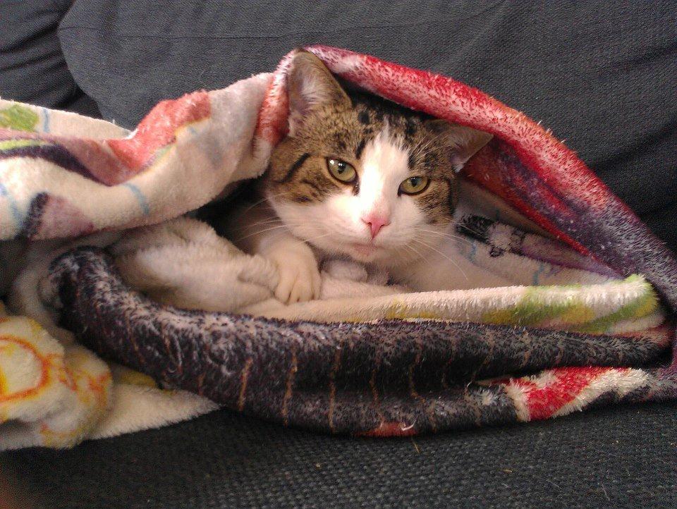 Huskat pepsi billede 5