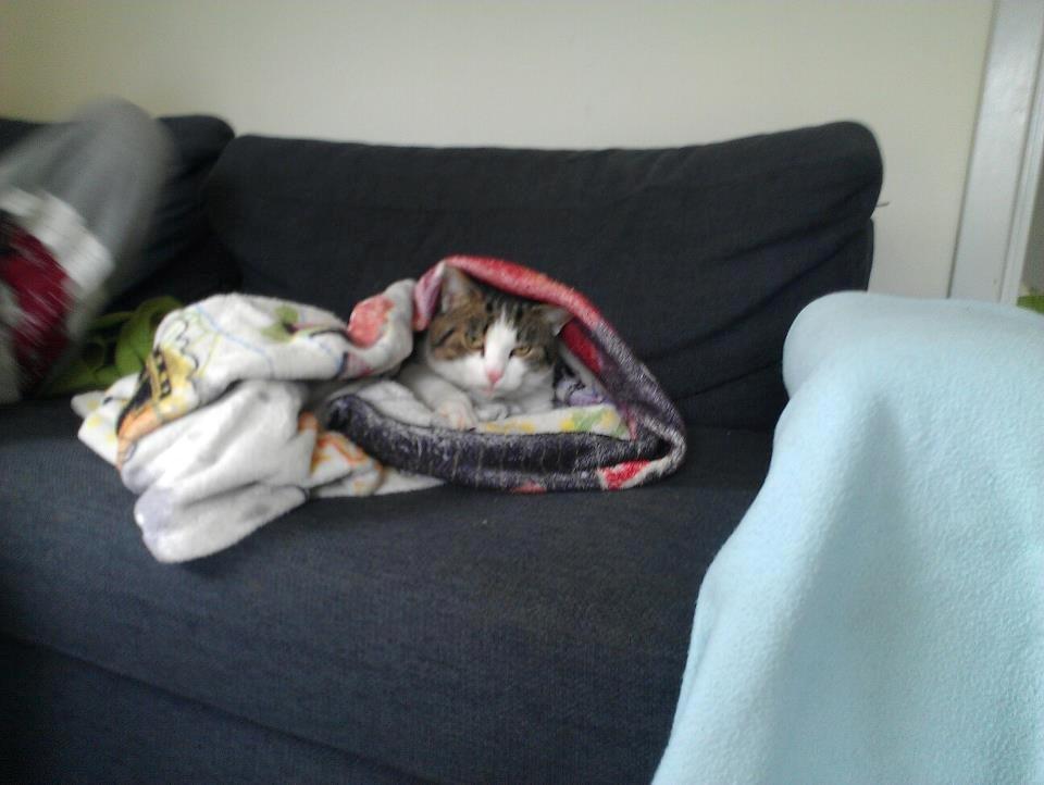 Huskat pepsi billede 6