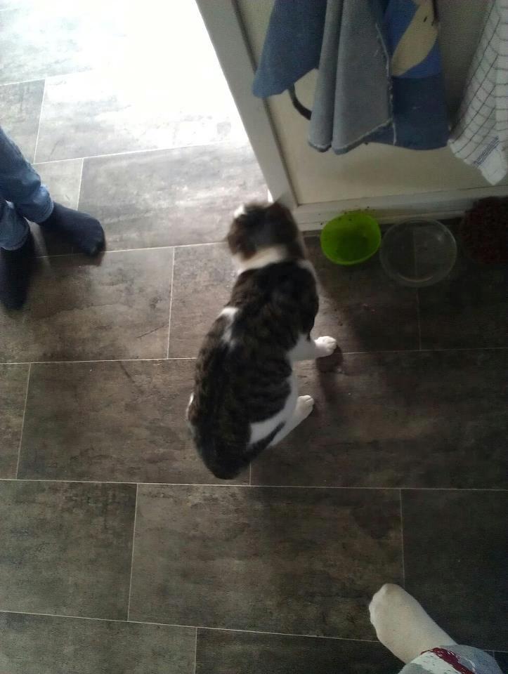 Huskat pepsi billede 7