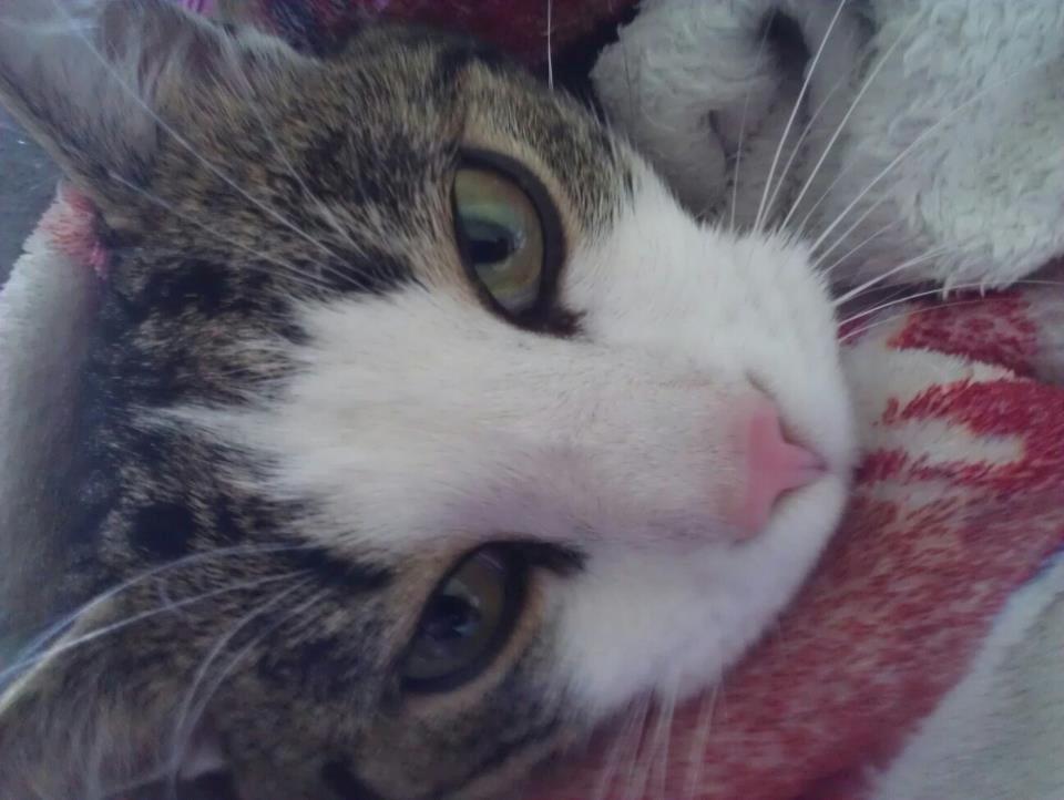 Huskat pepsi billede 9