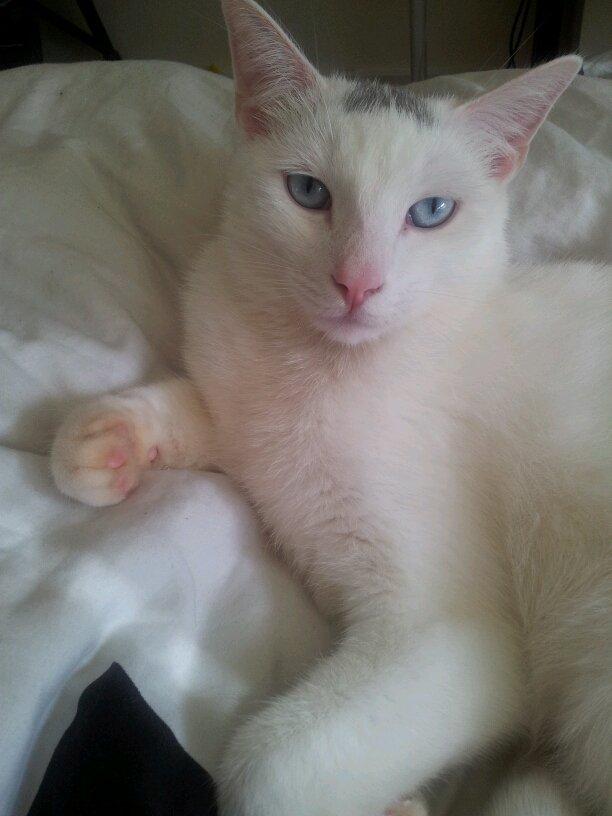 Huskat Noob - <3 billede 2