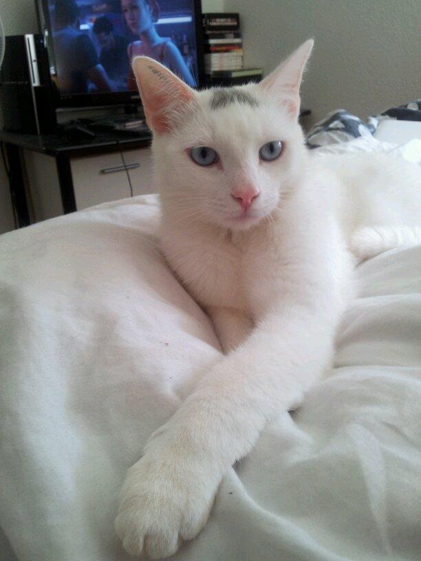 Huskat Noob - <3 billede 3