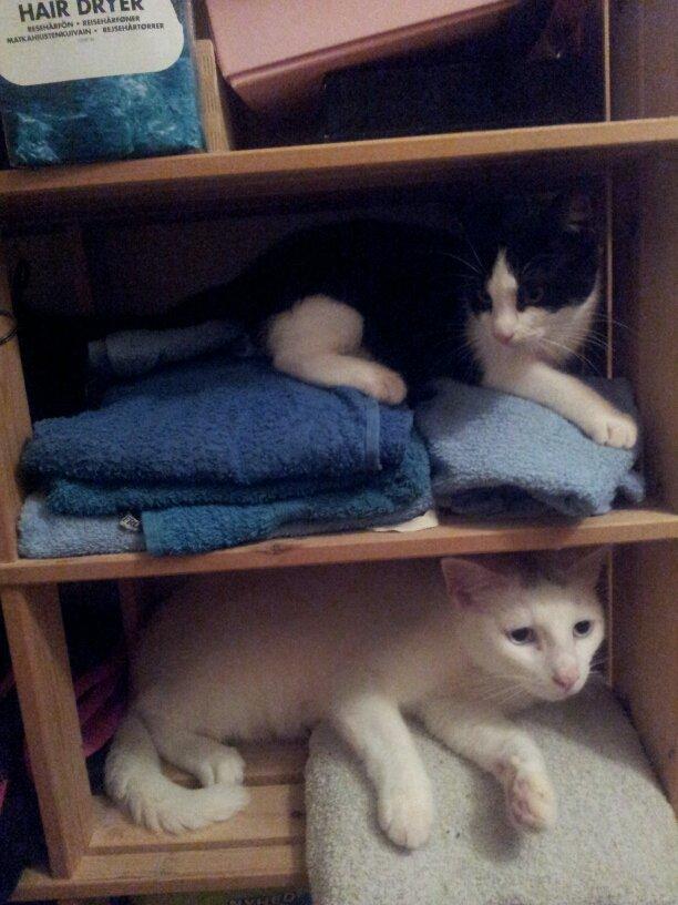 Huskat Fie - Rene håndklæder? Dejligt ;) billede 7