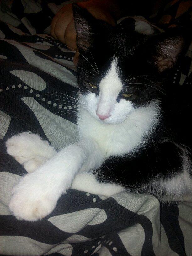 Huskat Fie - <3 billede 8