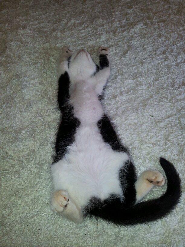 Huskat Fie - :P Tossede kat billede 9