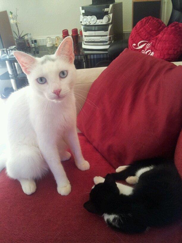 Huskat Fie - <3
 billede 10