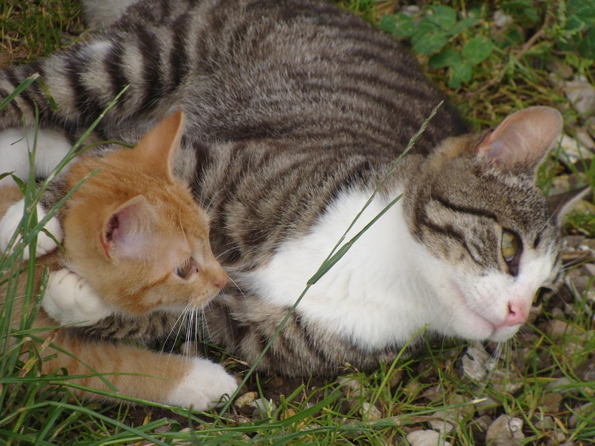 Huskat Harley billede 18