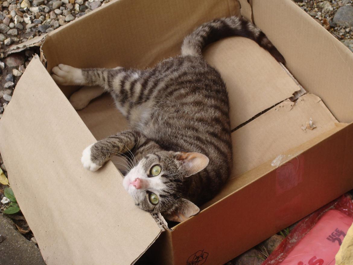 Huskat Harley billede 11