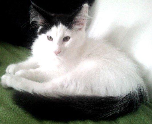 Norsk Skovkat DK Lindvig's Fellini billede 13