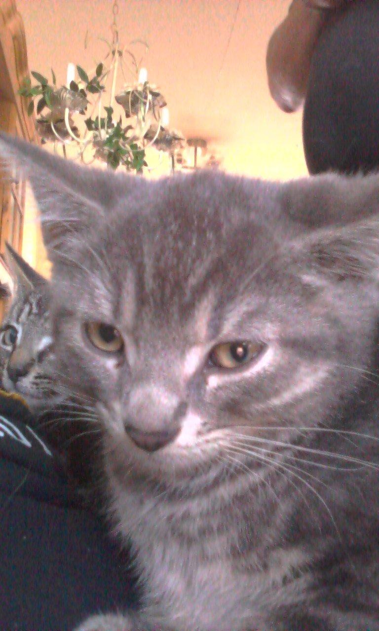 Huskat hope billede 1