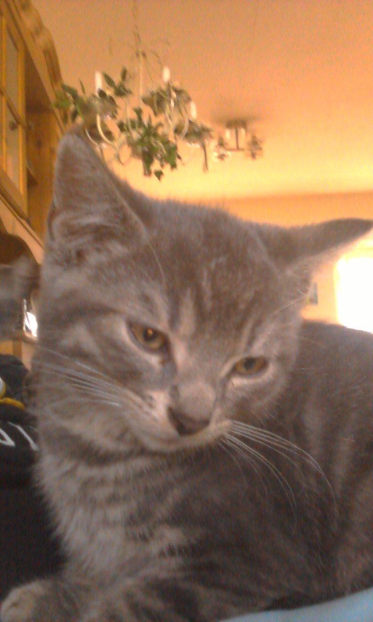 Huskat hope billede 2