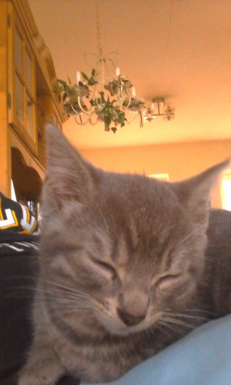 Huskat hope billede 3