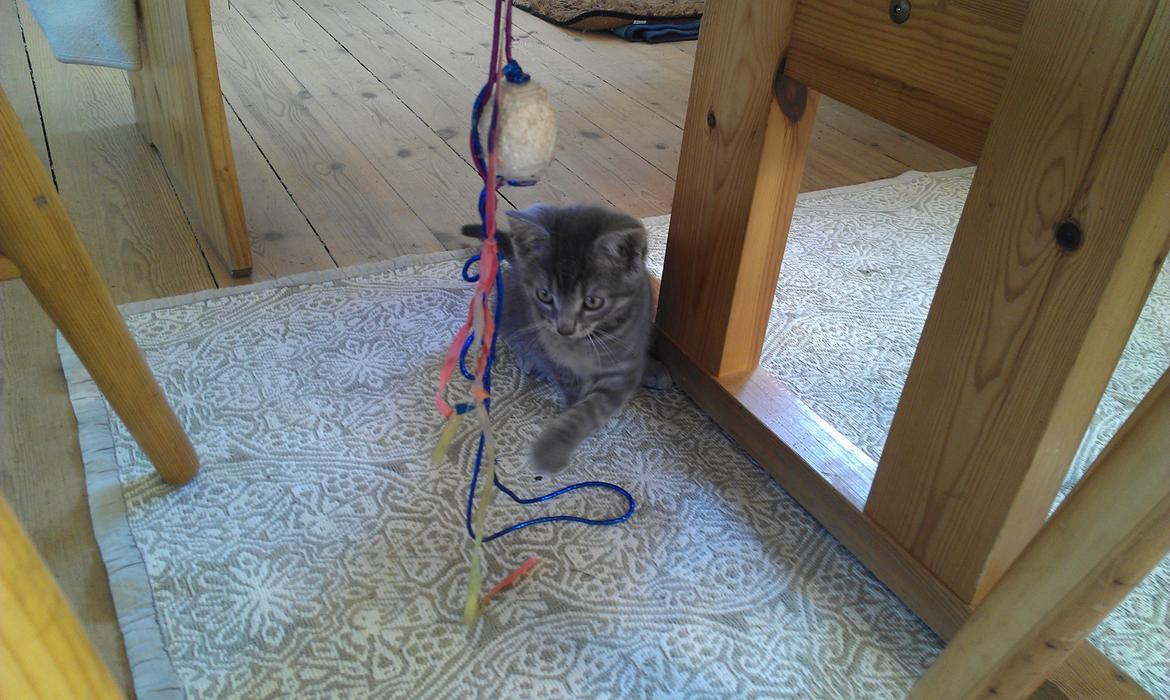 Huskat hope billede 4