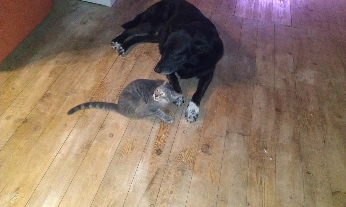 Huskat hope billede 5