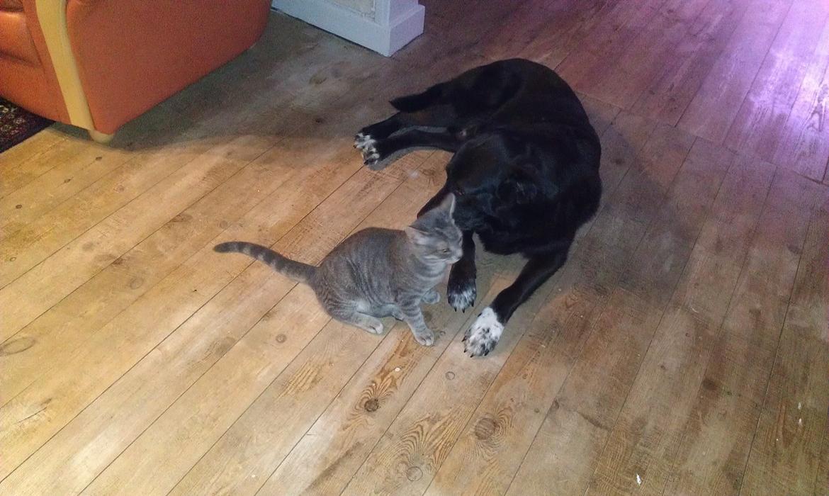 Huskat hope billede 6