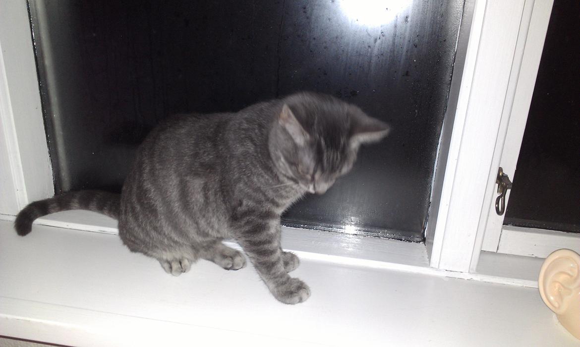 Huskat hope billede 7