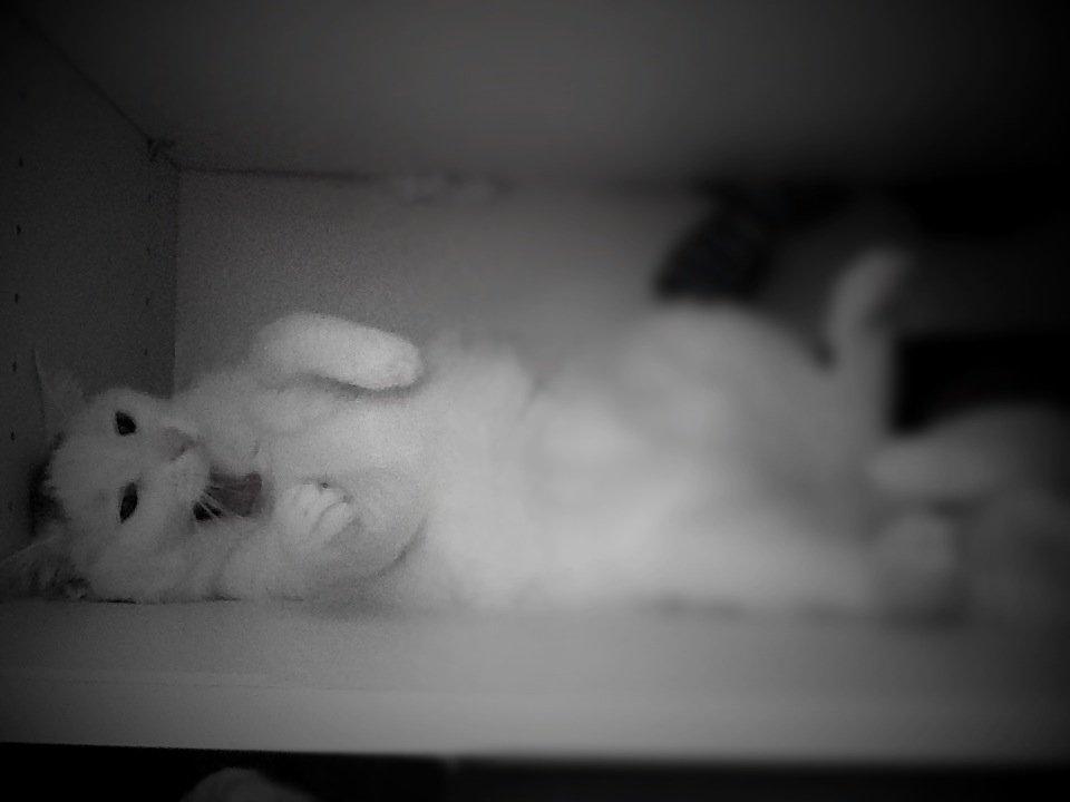 Huskat Millo - Smukke misser! billede 1