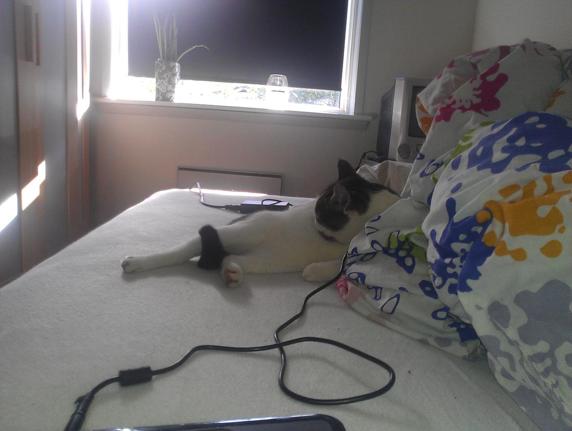 Huskat pepsi billede 12