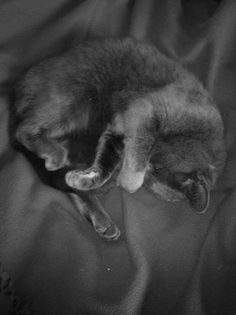 Blanding af racer Thomas(O'Malley) billede 15