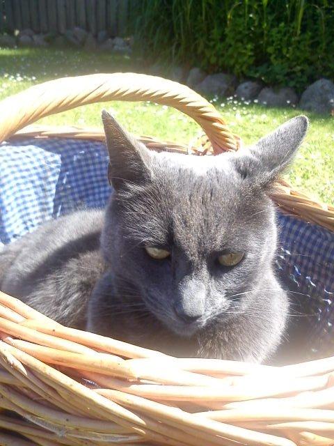 Blanding af racer Thomas(O'Malley) billede 17