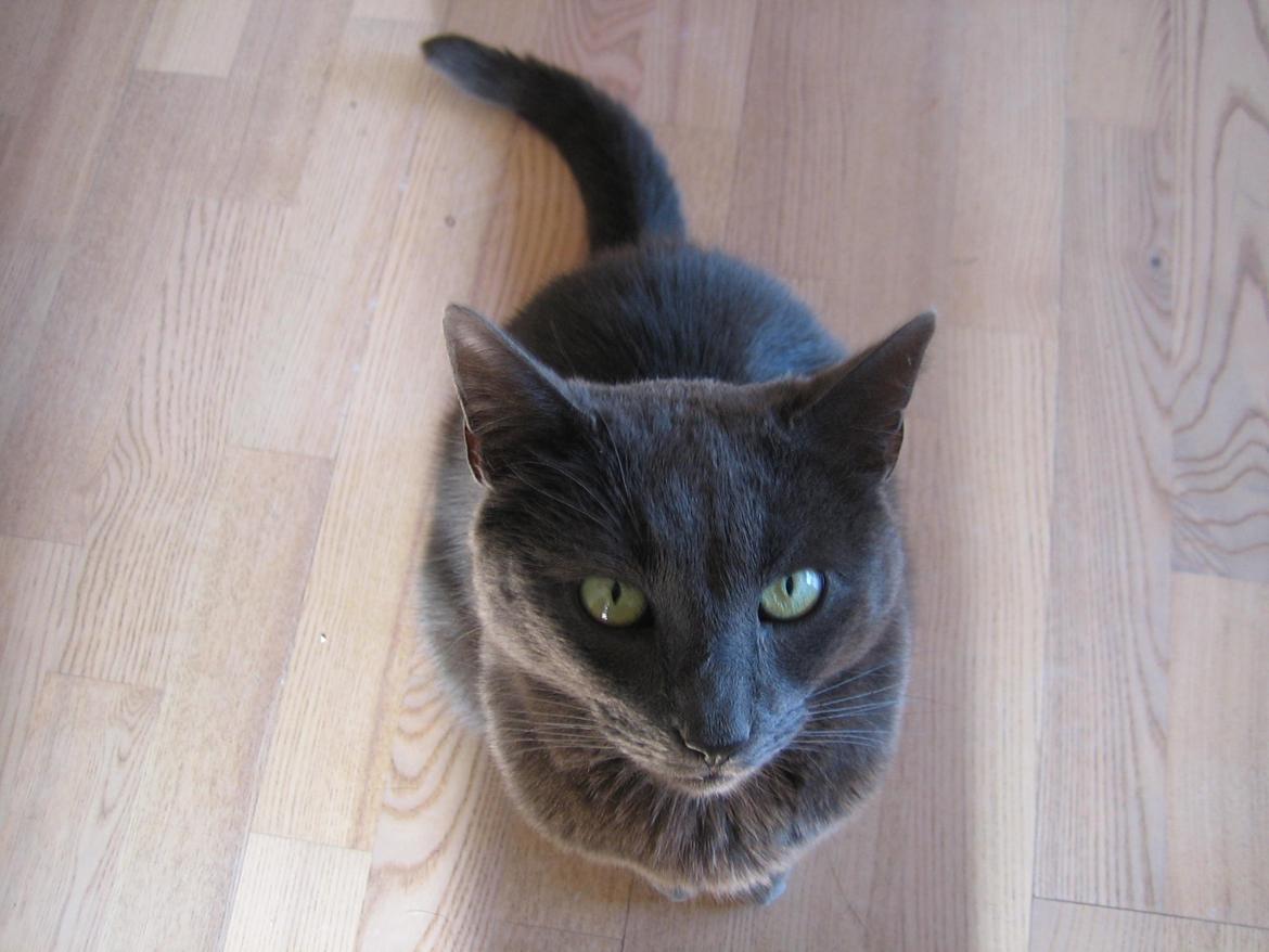 Blanding af racer Thomas(O'Malley) billede 19