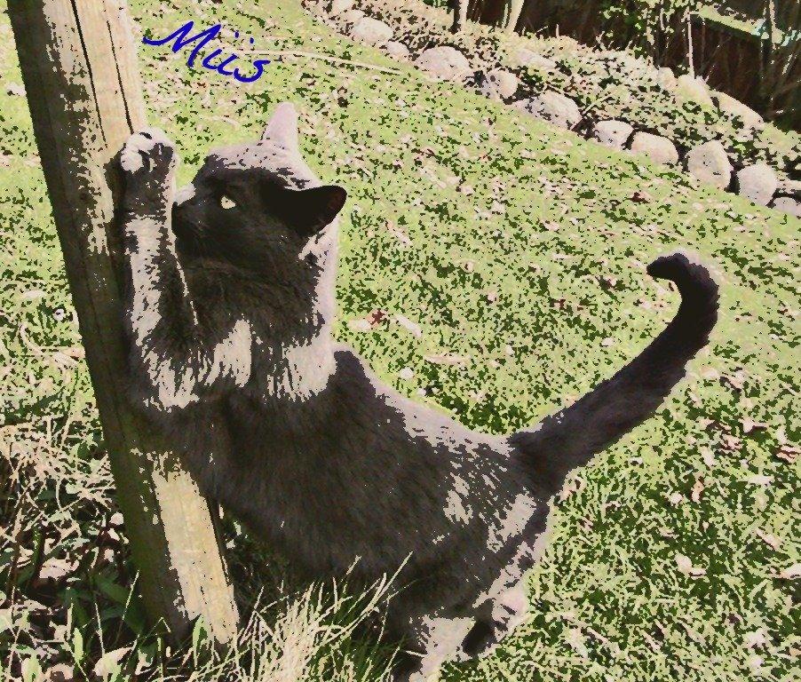 Blanding af racer Thomas(O'Malley) billede 20