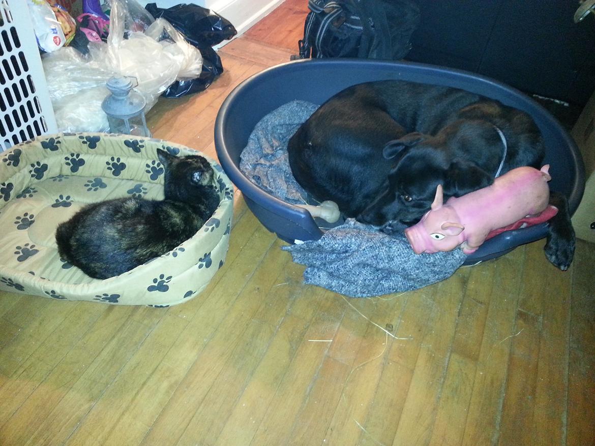 Huskat Hexia de trix billede 3