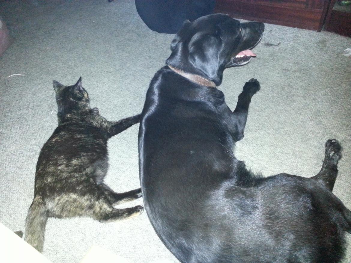 Huskat Hexia de trix billede 4