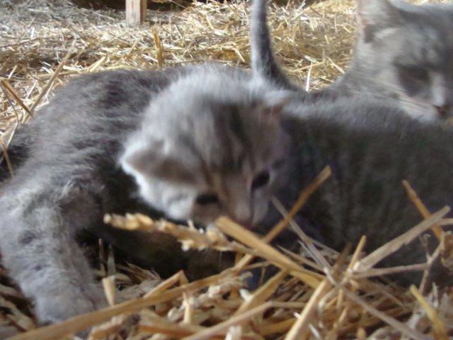 Huskat Ooops! A Grey Tiger Boy billede 2