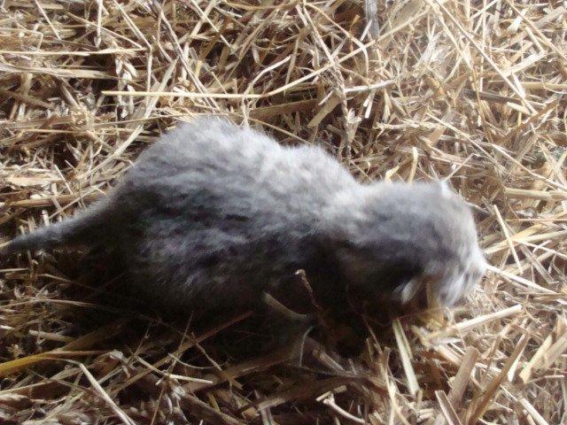 Huskat Ooops! A Grey Tiger Boy billede 3