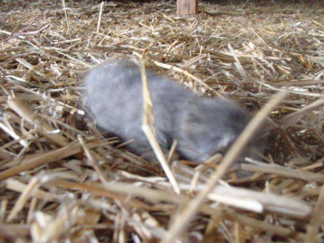 Huskat Ooops! A Grey Tiger Boy billede 4