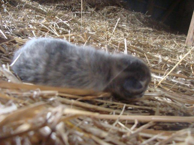 Huskat Ooops! A Grey Tiger Boy billede 5