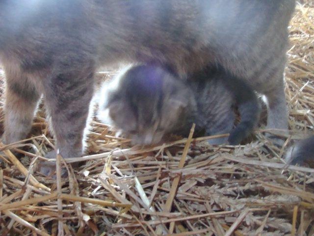 Huskat Ooops! A Grey Tiger Boy billede 6