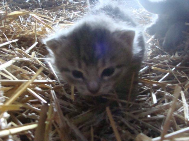 Huskat Ooops! A Grey Tiger Boy billede 7