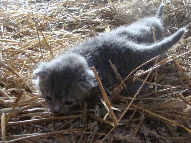 Huskat Ooops! A Grey Tiger Boy billede 8