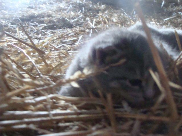 Huskat Ooops! A Grey Tiger Boy billede 9