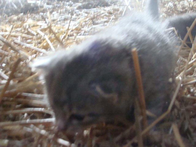 Huskat Ooops! A Grey Tiger Boy billede 10