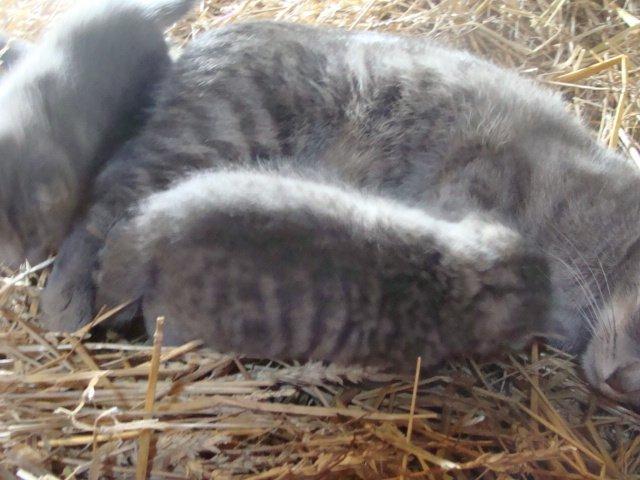 Huskat Ooops! A Grey Tiger Boy billede 11