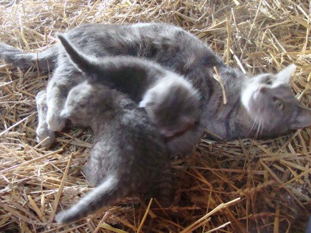 Huskat Ooops! A Grey Tiger Boy billede 12