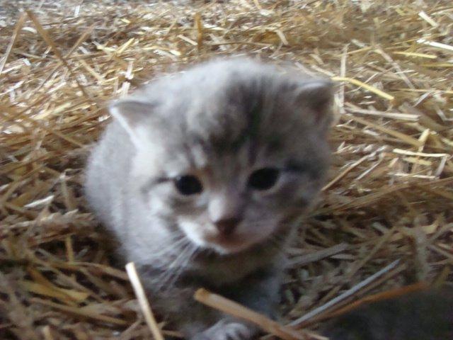 Huskat Ooops! A Minnie Girl *SOLGT* billede 3