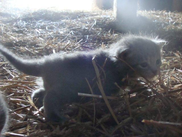 Huskat Ooops! A Minnie Girl *SOLGT* billede 4