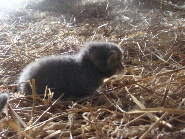 Huskat Ooops! A Minnie Girl *SOLGT* billede 5