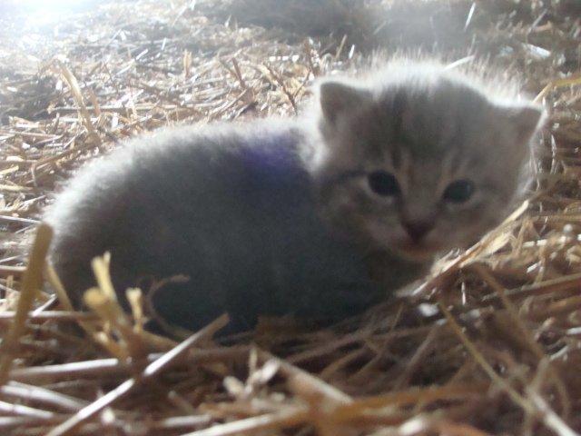 Huskat Ooops! A Minnie Girl *SOLGT* billede 6