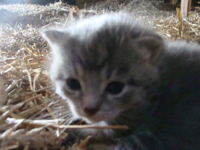 Huskat Ooops! A Minnie Girl *SOLGT* billede 7