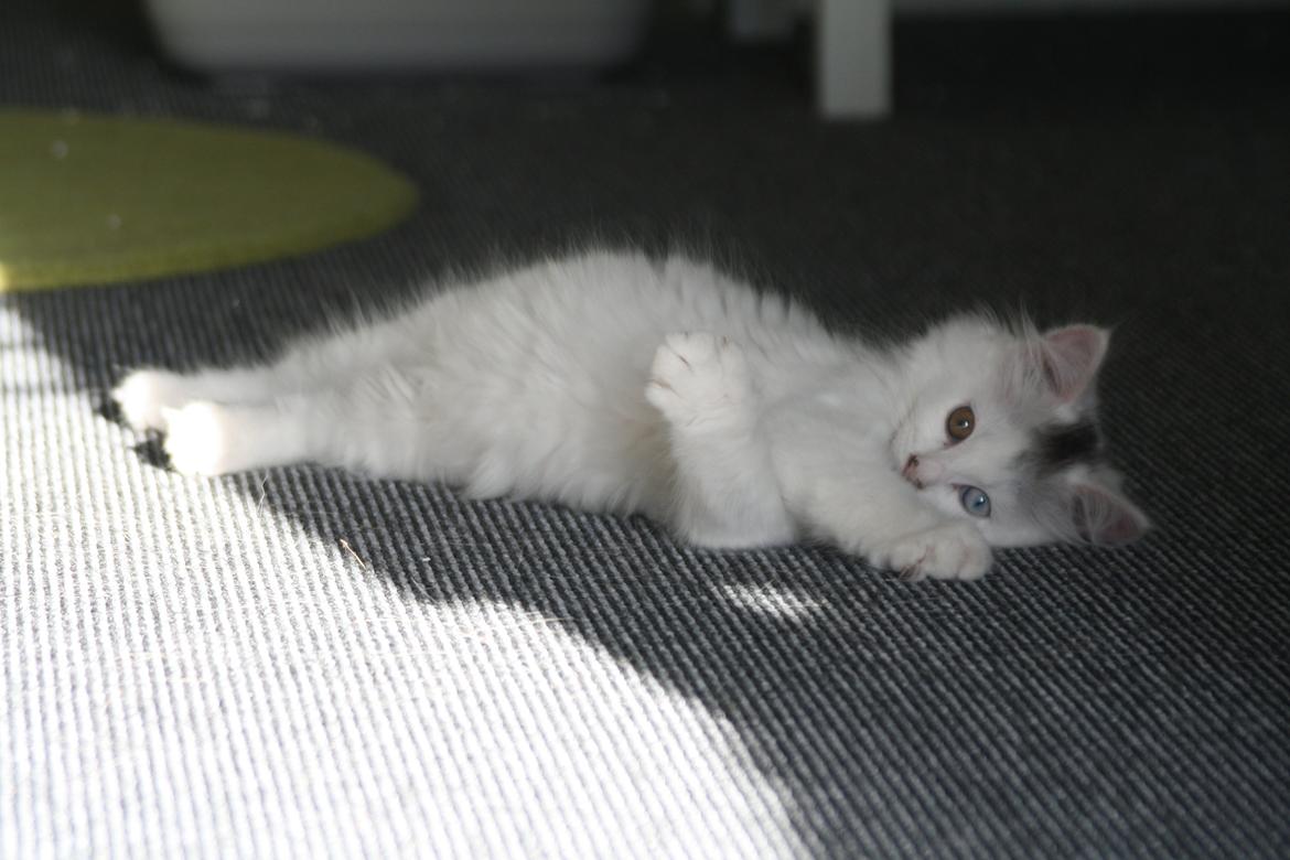 Blanding af racer Cleo..<3 billede 5